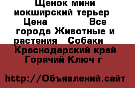 Щенок мини иокширский терьер › Цена ­ 10 000 - Все города Животные и растения » Собаки   . Краснодарский край,Горячий Ключ г.